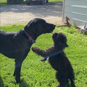 Meet your Posher, Hallie